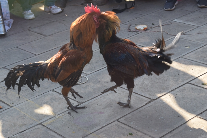 DSC_0671
