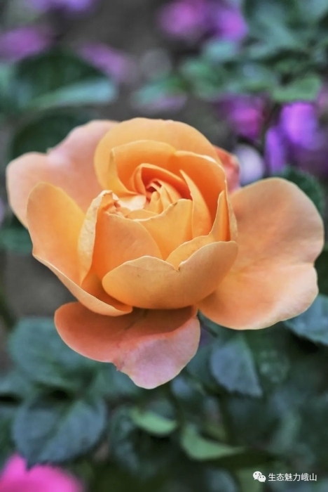 52